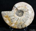 Inch Split Ammonite (Half) #2617-1
